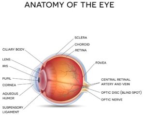 Diagram showing the anatomy of the eye including the fovea